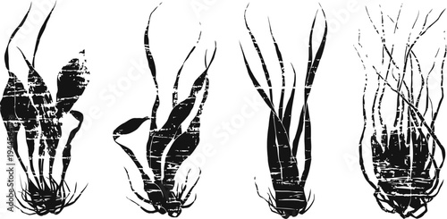 Silhouettes of aquatic plants with long leaves and thin roots isolated on white background