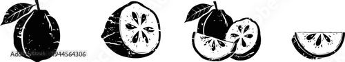Black and white lemon illustrations whole and sliced citrus fruit with seeds vintage line art set in monochrome