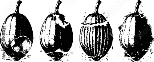 Cacao pods in different stages of opening with exposed seeds and shells