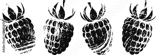 black and white raspberry illustrations hand drawn stylized berry sketch nature fruit concept, natural organic food design