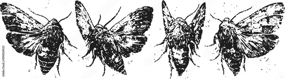 Obraz premium Ink drawing of moths in various wing positions, detailed black and white insect illustration