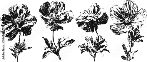 Vintage floral illustrations hand drawn blooming flowers with leaves and stems black ink botanical sketches