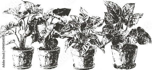 four potted plants with lush foliage in varied shapes and sizes, indoor gardening collection