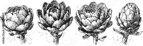 artichoke botanical illustration set hand drawn vintage vegetable sketch collection