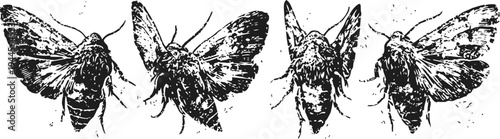 Ink drawing of moths in various wing positions, detailed black and white insect illustration