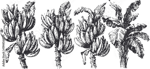 banana bunches in different growing stages tropical fruit illustration with leaves