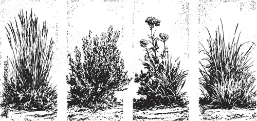 four different ornamental grass and plant clumps with soil bases isolated on white background