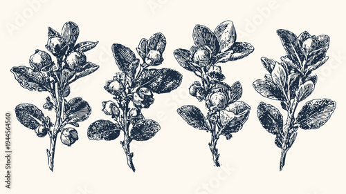 Vintage botanical illustration of blueberry branches with leaves and fruit in black ink on beige background