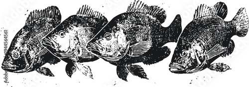 Vintage black and white illustration of four detailed fish swimming in a row