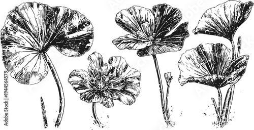 Detailed black and white botanical illustration of five lotus leaves in various angles with stems