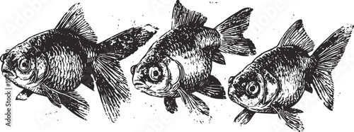Three vintage black and white goldfish illustrations with detailed scales and fins