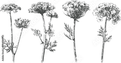 Black and white botanical illustration of wildflowers with delicate umbels and feathery foliage