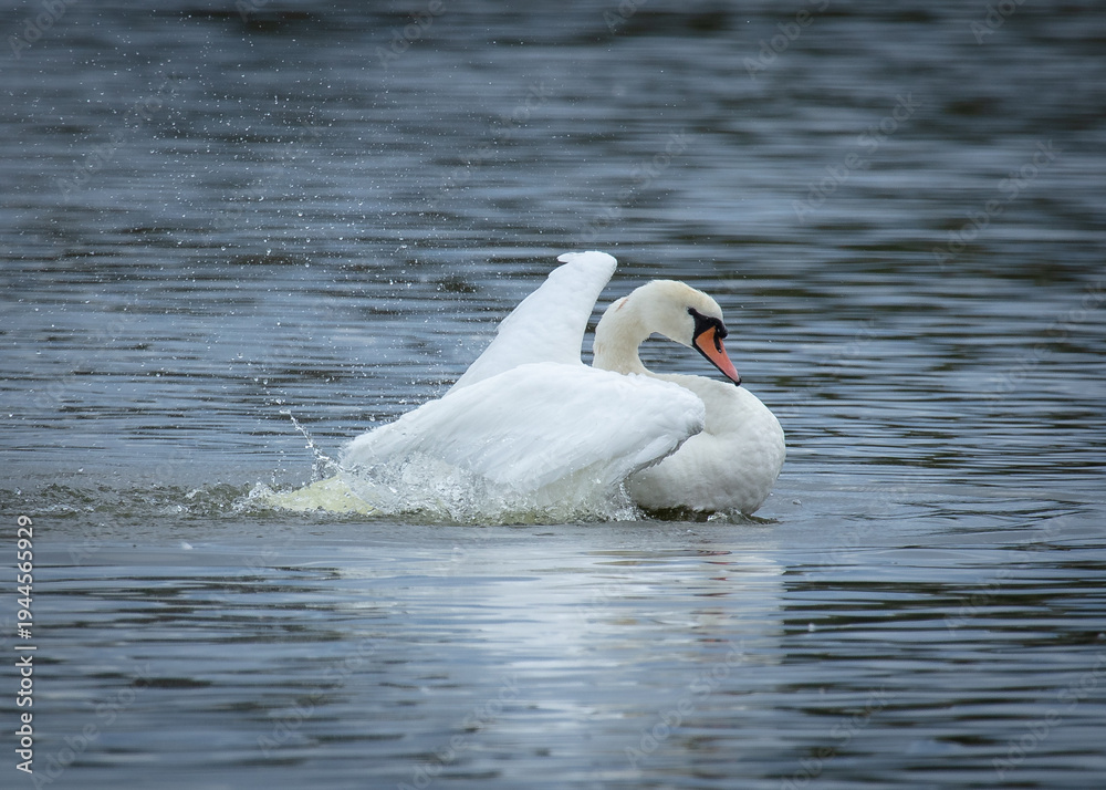Naklejka premium Elegant Mute Swan swimming on pond and flapping its wings.