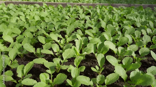 Juicy red radish growing in the soil in a greenhouse, close-up. Growing vegetables in spring.