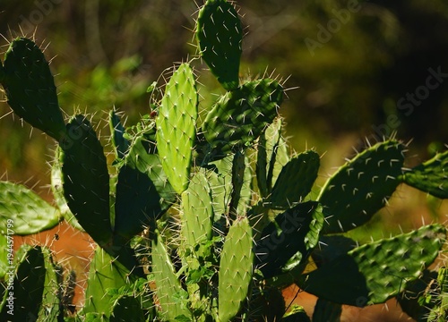 Cactus du Sud