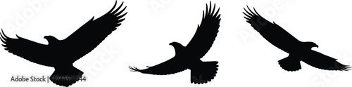 Flying eagle silhouettes isolated on white background, bird of prey raptor set with spread wings, black wildlife bird silhouette illustration