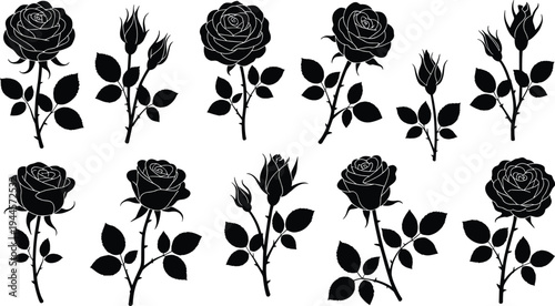Black and white of various stages of roses with leaves and buds on stems flower