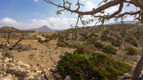 Fotografia Arid shrubland framed by twisted branches