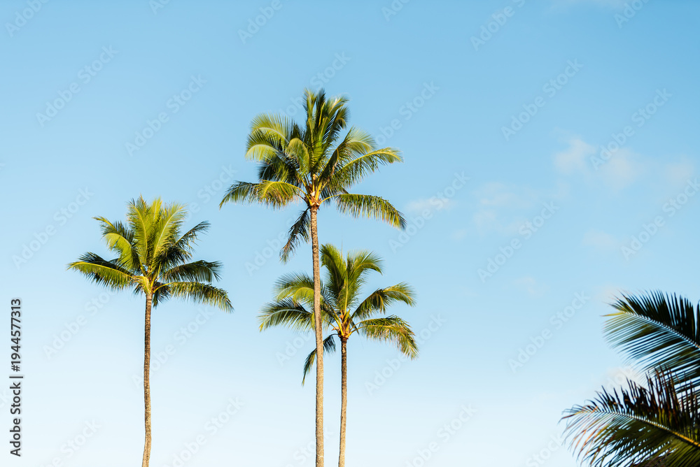 Obraz premium Low-angle view of vibrant green palm tree fronds reaching toward a bright, partially cloudy blue sky in the tropical environment of Kauai.