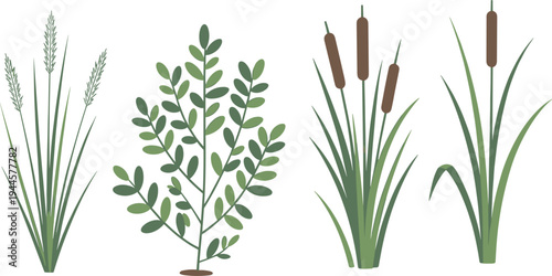 Four Different Types of Green Plants with Distinct Leaves and Flowers on White Background nature