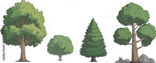 Four different types of green trees standing on a plain background nature outdoor leaves
