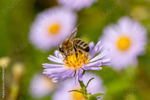 Pollinisation - Abeille mellifère butinant des fleurs d'asters