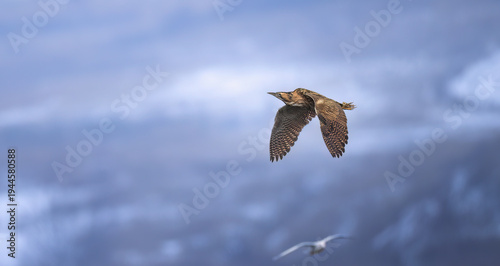 Botaurus stellaris flies over the reeds and looks for food.