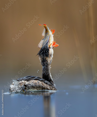 Podiceps cristatus with a giant fish catch.