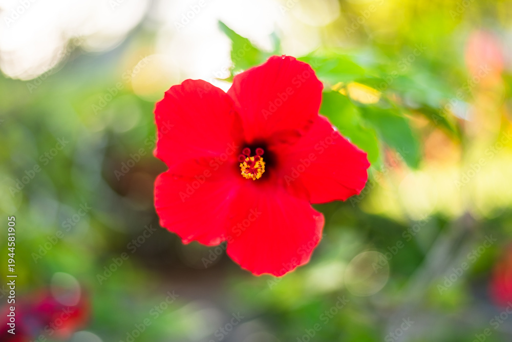 Fototapeta premium Red hibiscus flower with water droplets and soft green bokeh