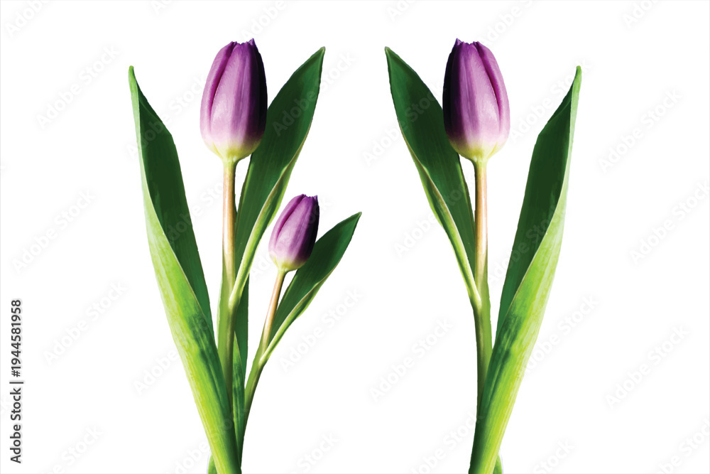 Obraz premium Three Purple Tulips Isolated on White Background