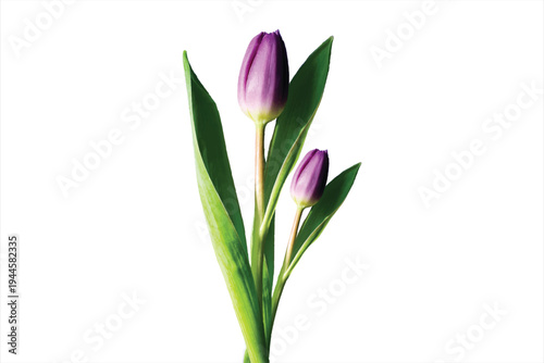 Two Purple Tulip Buds Isolated on White Background