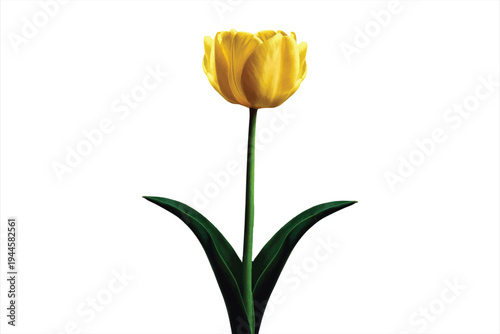 Single Yellow Tulip Isolated on White Background