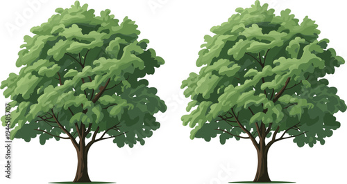 Two large green leafy trees with thick trunks and branches standing side by side on a plain background