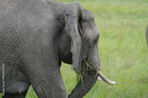 Fotografia elephant qui mange de l'herbe