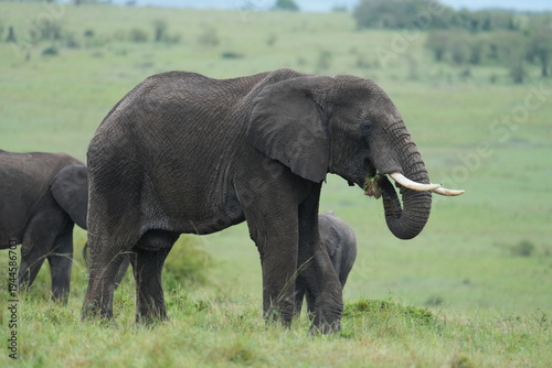 Quadro em tela papa éléphant qui mange