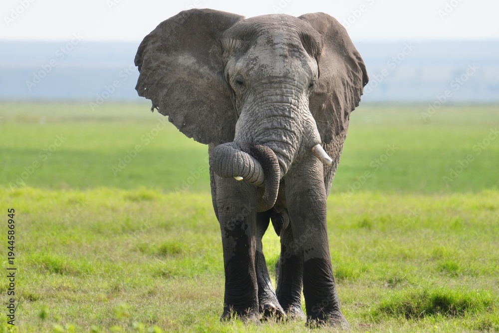 Fototapeta premium éléphant qui enroule sa trompe