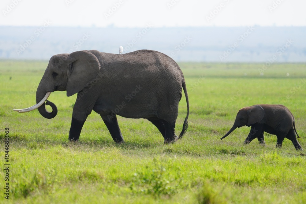 Fototapeta premium éléphant et éléphanteau vue de coté