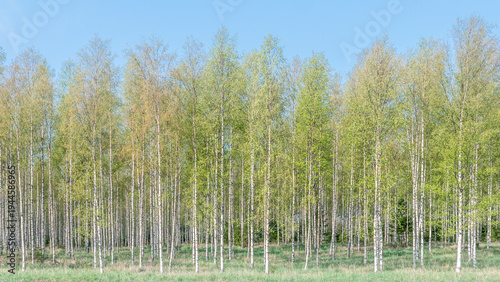 Obraz na płótnie Forest birch landscape in spring