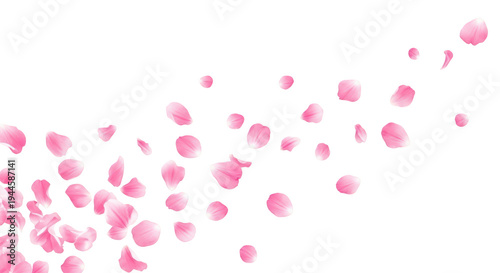 Pink rose petals falling isolated on transparent background with soft romantic feel