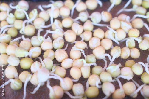 Canvastavla Many light-colored pea seeds show visible white rootlets emerging