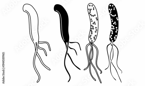 Campylobacter pylori or Helicobacter pylori bacteria icon set.Outline and silhouette vector illustration representing stomach bacteria, microbiology and medical research.isolated white background