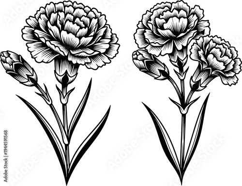 Hand-drawn black and white carnation flower vector illustration in vintage woodcut engraving style with blooming petals, buds, and green leaves.