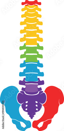 Human spine and pelvis anatomy illustration with rainbow colored vertebrae and blue red hip bones