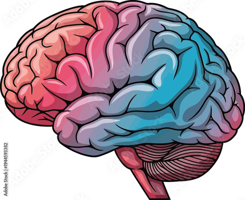 Brain illustration with two distinct color hemispheres representing different functions or sides of brain