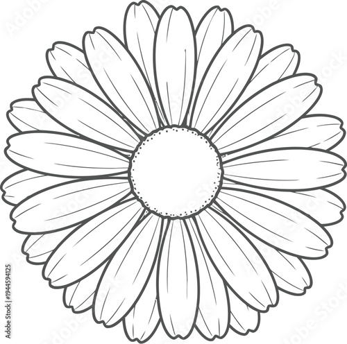 Simple black and white daisy flower illustration for coloring purposes