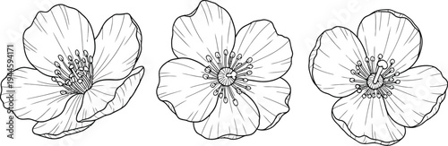 Beautiful black and white illustration of cherry blossom flowers in full bloom