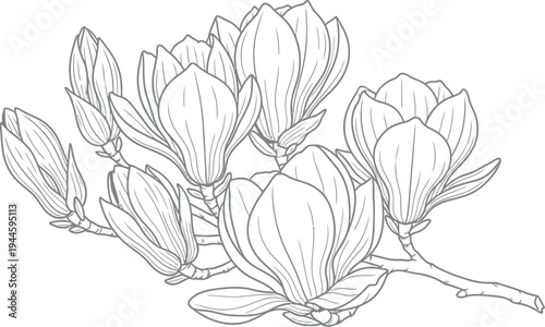 Beautiful magnolia flowers sketched in black and white on plain background