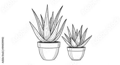 Two aloe vera plants in pots a black and white illustration