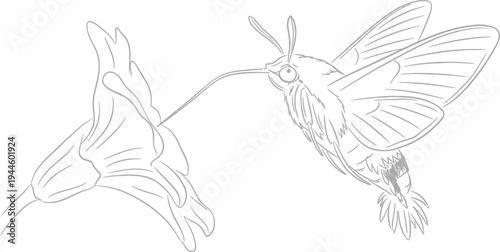 Hummingbird moth feeding from flower with long proboscis in flight