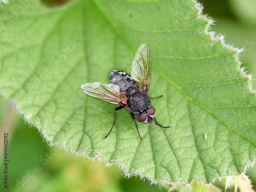 Fly on a green leaf. Genus Pollenia